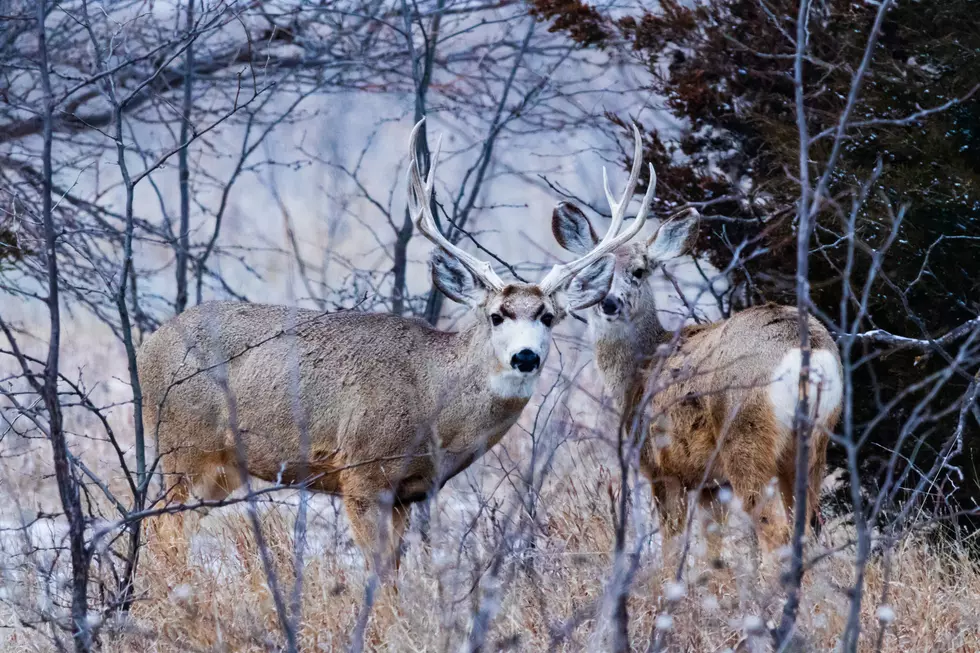 Did You Harvest A Montana Buck? Waste Not Want Not.