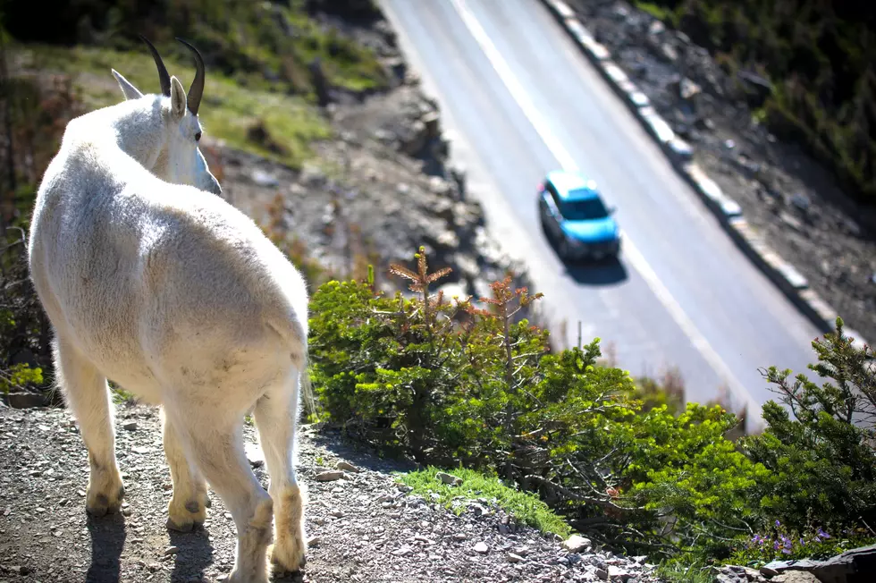 Glacier National Park Visit Limits Start Friday, But There are Options