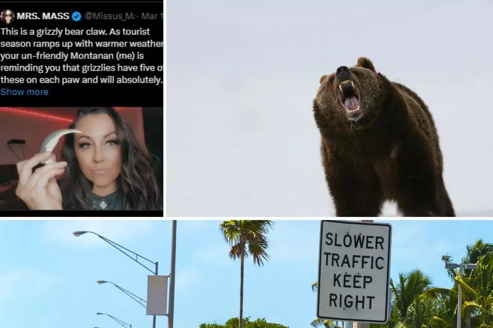 This is Montana: Slower Traffic Keep Right…Oh Yeah- And Bears