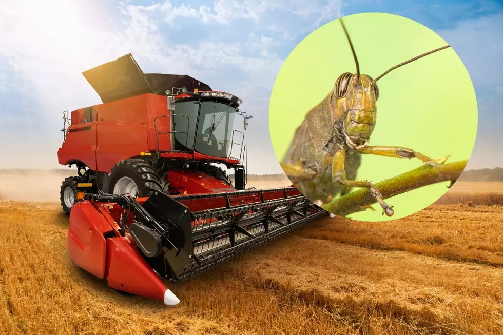 This is How Bad the Grasshoppers Are in Eastern Montana