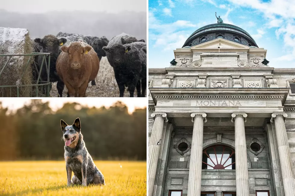 What Do Producers Think of Creating a Montana Cattle Committee?