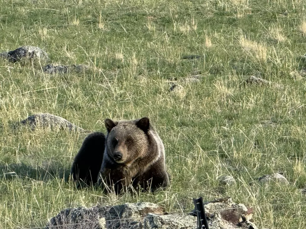 Grizzly on Elk Carcass, Paradise Valley Fishing Access Closed