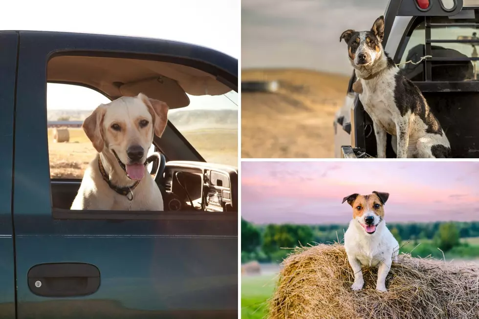 Nominate Your Dog for Montana Farm Dog of the Year