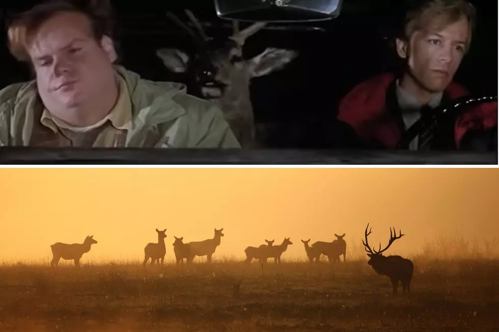 30,000 Collisions with Large Wildlife in Montana