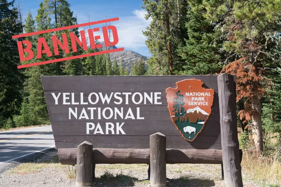 ICE Hold, Drunk Driver Banned from Yellowstone National Park