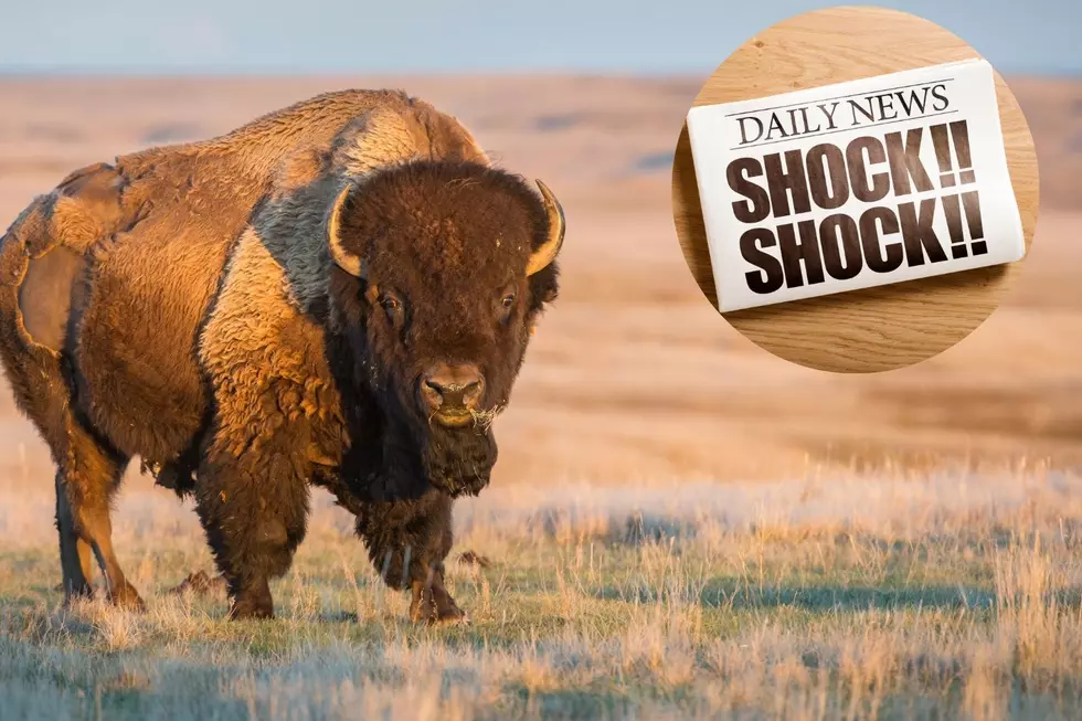 Journalists Shocked! Native Americans in Montana Eat Bison